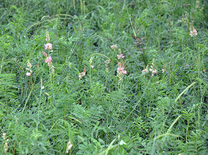 Esparsettenpflanzen mit Blüten